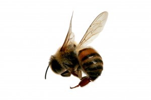 Recent Bee Attacks - What You Should Know
